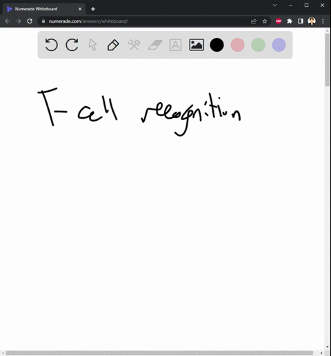 t-cell-help-for-antibody-production-select-one-a-depends-on-t-cell-recognition-of-native-antigen-bound-to-b-cell-surface-ig-b-depends-on-t-cell-recognition-of-antigen-processed-by-the-b-cell-14149