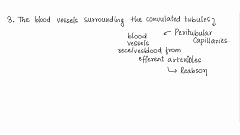 3-where-has-the-blood-in-the-capillaries-surrounding-the-proximal-convoluted-tubule-come-from-1-4-what-solutes-will-this-blood-contain-that-are-not-present-in-the-glomerular-filtrate-5-based-22071