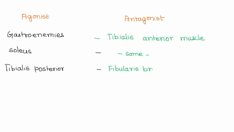 antagonistic-muscle-action-chart-ankle-transverse-tarsal-and-subtalar-joints-and-toes-complete-the-chart-by-listing-the-musclels-or-parts-of-muscles-that-are-antagonist-in-their-actions-to-t-82233