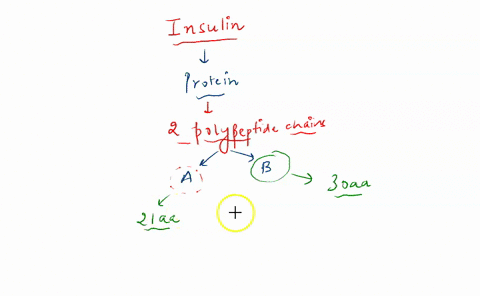 human-insulin-is-made-up-of-a-chain-with-21amino-acid-residues-and-b-chain-with-30-amino-acid-residues-how-many-peptide-bonds-are-in-each-chain-20-peptide-bonds-in-a-chain-and-29-peptide-bon-25116
