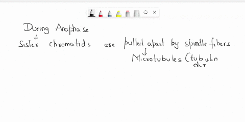 during-the-anaphase-of-mitosis-the-spindle-microtubules-undergo-depolymerization-at_-minus-end-only-they-dont-depolymerize-at-either-end-both-plus-and-minus-ends-plus-end-only-76578