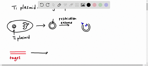 what-is-the-plasmid-from-the-bacterium-agrobacterium-useful-for