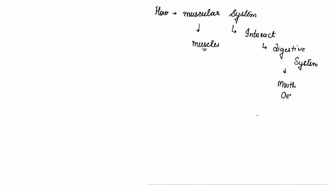 how-does-the-muscular-system-interact-with-the-digestive-system-a-food-is-moved-through-the-small-intestine-b-oxygen-is-moved-into-and-out-of-the-lungs-c-saliva-production-increases-at-the-s-99813