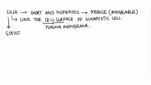 what-other-structures-of-the-cytoskeleton-would-show-the-same-pattern-of-microtubules-as-the-flagellum-60326