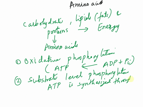 explain-the-processes-that-may-occur-in-order-to-get-energy-from-any-named-amino-acid-52128