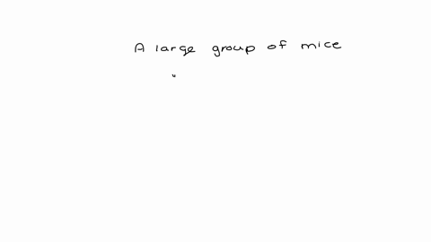 a-large-group-of-mice