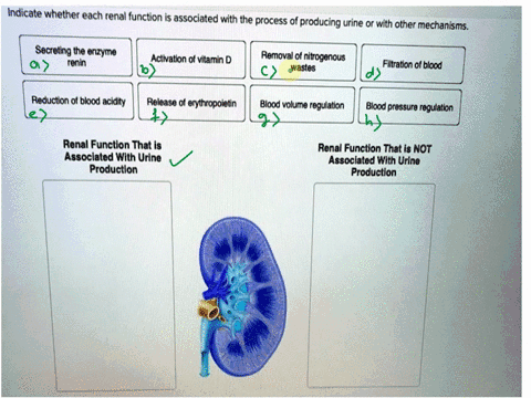 indicate-whether-each-renal-function-is-associated-with-the-process-of-producing-urine-or-with-other-mechanisms-secreting-the-enzyme-activation-of-vitamin-d-removal-of-nitrogenous-renin-wast-19297