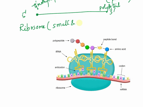 explain-how-the-genetic-code-allows-translation-of-the-information-contained-in-an-mrna-into-a-protein-sequence-please-dont-make-the-answer-too-complicated-61758