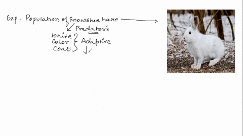 question-9-4-points-a-snowshoe-hard-produces-white-coat-during-the-winter-allowing-it-to-better-hide-from-predators-as-result-it-has-thrived-and-over-time-majority-of-snowshoe-hares-in-the-p-09391