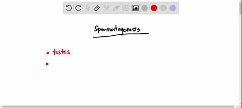 complete-the-following-paragraph-to-describe-the-process-of-gamete-production-in-males-3-two-chromatids-following-puberty-in-young-human-males-spermatogenosis-occurs-as-continual-process-in-56193
