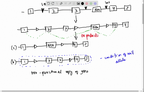qai-4-youve-heard-about-this-cool-technique-for-targeted-recombination-into-embryonic-stem-es-cells-that-allows-vou-t0-creale-null-allele-or-_-conditional-allele-more-or-less-at-the-same-tme-54774