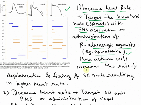conduction-system-30mv-which-transporter-0m-would-you-target-potential-for-the-following-and-how-80mv-h3se-phaseo-sinoatrial-node-atrial-ventricular-increase-hr-ina-icat-ical-lrof-itos-ikur-57795