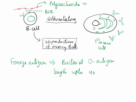 what-foreign-antigen-is-composed-of-repeating-polysaccharides-it-binds-to-b-cell-receptors-causing-them-to-convert-to-plasma-cells-and-make-antibodies-05906
