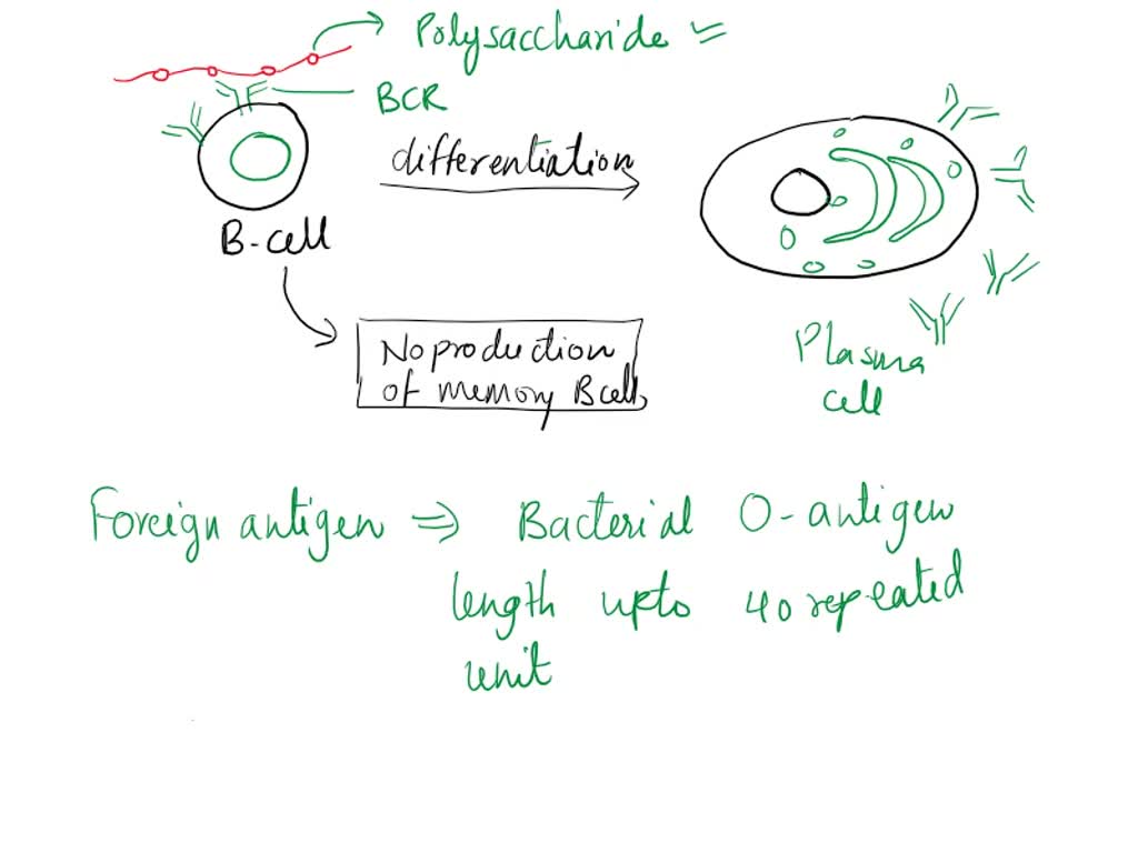 SOLVED: What foreign antigen is composed of repeating polysaccharides ...