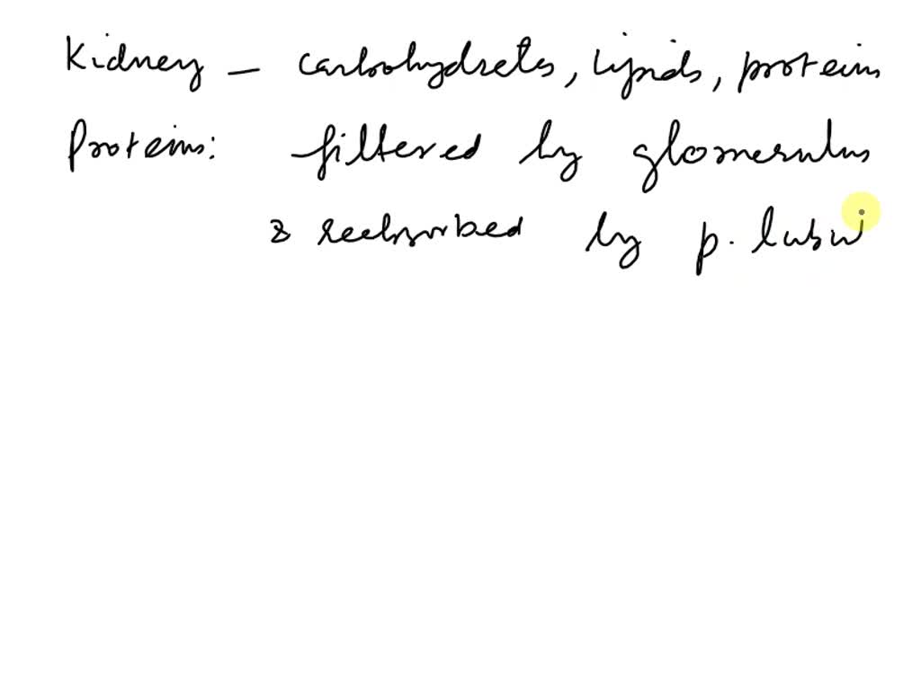 SOLVED Discuss how the kidneys process carbohydrates, lipids, and