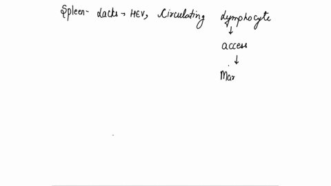 which-one-of-the-following-lymphoid-organs-does-not-contain-lymphoid-follicles-or-germinal-centers-a-lymph-nodes-b-spleen-c-thymus-d-aggregated-lymphoid-nodules-e-tonsils-43458