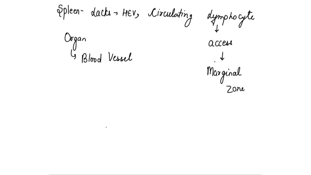 Which Lymphoid Organ Lacks a Reticular Fiber Stroma? Which Lymphoid Organ Lacks a Reticular Fiber Stroma?