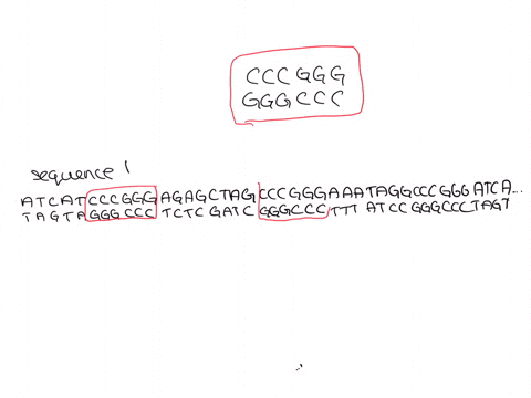 restriction-enzymes-were-isolated-from-bacteria-and-are-used-by-the-bacteria-to-cut-dna-of-invading-viruses-restriction-enzymes-cut-dna-at-specific-places-called-recognition-sites-we-have-is-23316