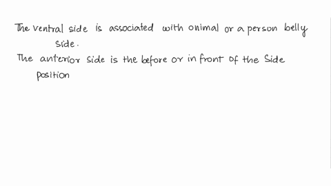 why-is-the-dorsal-ventral-axis-not-synonymous-with-the-posterior-anterior-axis-73515