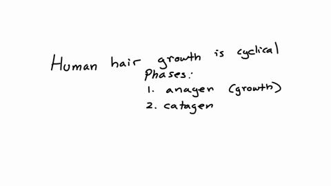 human-hair-grows-in-a-cycle-that-includes-a-growth-phase-and-a-rest-phase-a-small-fraction-of-the-hairs-on-the-scalp-are-in-the-rest-phase-while-the-majority-of-the-hairs-on-the-scalp-are-in-17998