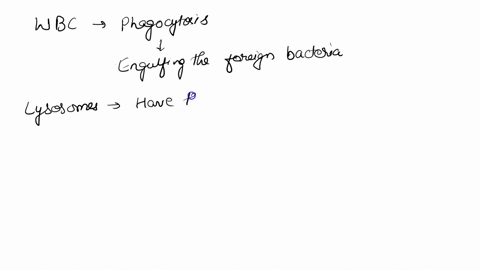 white-blood-cells-specialize-in-phagocytosis-in-which-they-engulf-foreign-bacterial-invaders-which-cellular-organelle-would-you-expect-to-be-enriched-within-these-cells-a-lysosomes-b-rough-e-82183