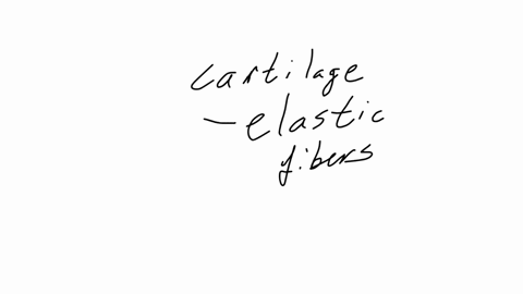 which-type-of-cartilage-contains-elastic-fibers-1-elastic-cartilage-2-fibrocartilage-3-hyaline-cartilage-4-they-all-do