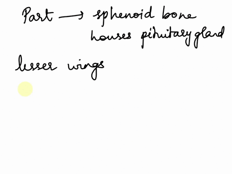 which-part-of-the-sphenoid-bone-houses-the-pituitary-gland-which-part-of-the-sphenoid-bone-houses-the-pituitary-gland-the-lesser-wings-the-seat-of-the-sella-turcica-the-cribriform-plate-the-29707
