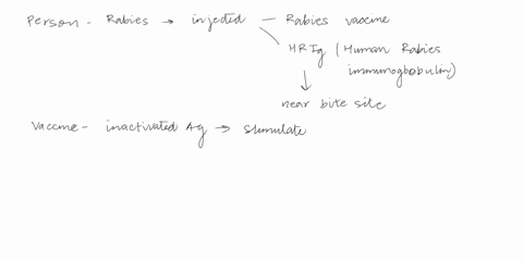 person-who-has-been-exposed-to-rabies-receives-both-hrig-human-rabies-and-the-rabies-vaccine-what-does-this-immunoglobulin-injecled-near-the-bite-site-strategy-provide-active-immunization-an-79725
