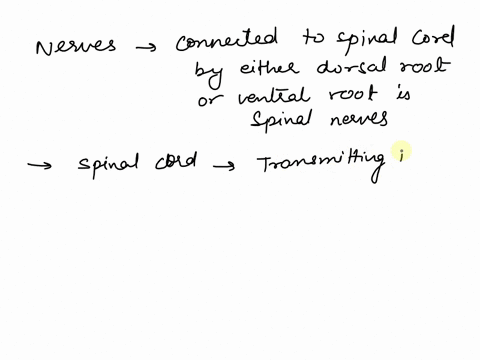 where-is-the-anterior-ventral-root-located-in-the-sequence-of-structures-through-which-motor-impulses-pass-as-they-descent-from-the-brain-and-leve-the-spinal-cord-a-between-anterior-ventral-75017
