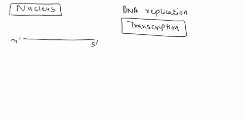 how-is-the-nucleus-involved-in-protein-synthesis-70508