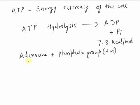 what-type-of-energy-is-stored-in-the-bonds-of-an-atp-molecule-97798