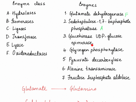 match-the-enzyme-class-with-the-listed-enzymes-can-be-listed-into-more-than-one-class-and-do-not-need-to-use-all-the-listed-class-enzyme-classes-a-hydrolase-b-isomerase-c-ligase-d-transferas-10546