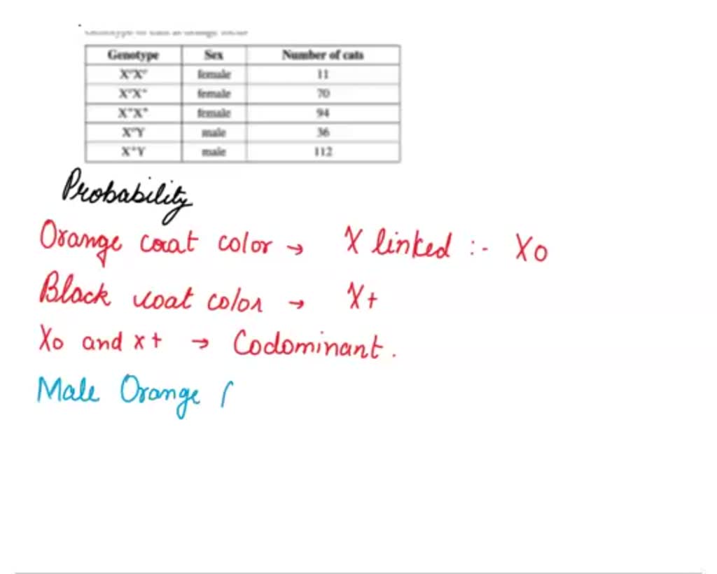 SOLVED *18. Orange coat color in cats is due to an Xlinked allele (XO) that is codominant with