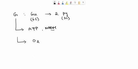 what-happens-if-oxygen-is-not-present-during-glycolysis-58786
