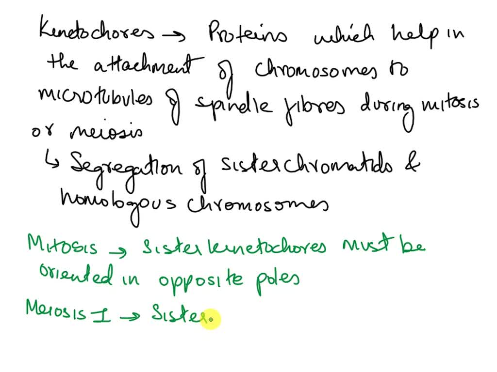 SOLVED: 1. Compare the orientation of the kinetochore during mitosis ... Biology Diagrams