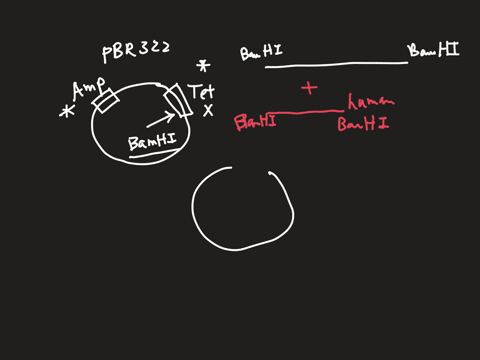 a-plasmidpbr322-that-encodes-resistance-to-ampicillin-and-tetracycline-is-digested-with-the-restriction-enzyme-bamhi-which-cuts-the-plasmid-at-a-single-site-in-the-tetracycline-resitance-gen-23598