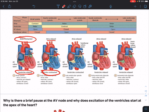 why-is-there-a-brief-pause-at-the-av-node-and-why-does-excitation-of-the-ventricles-start-the-apex-of-the-heart-37254