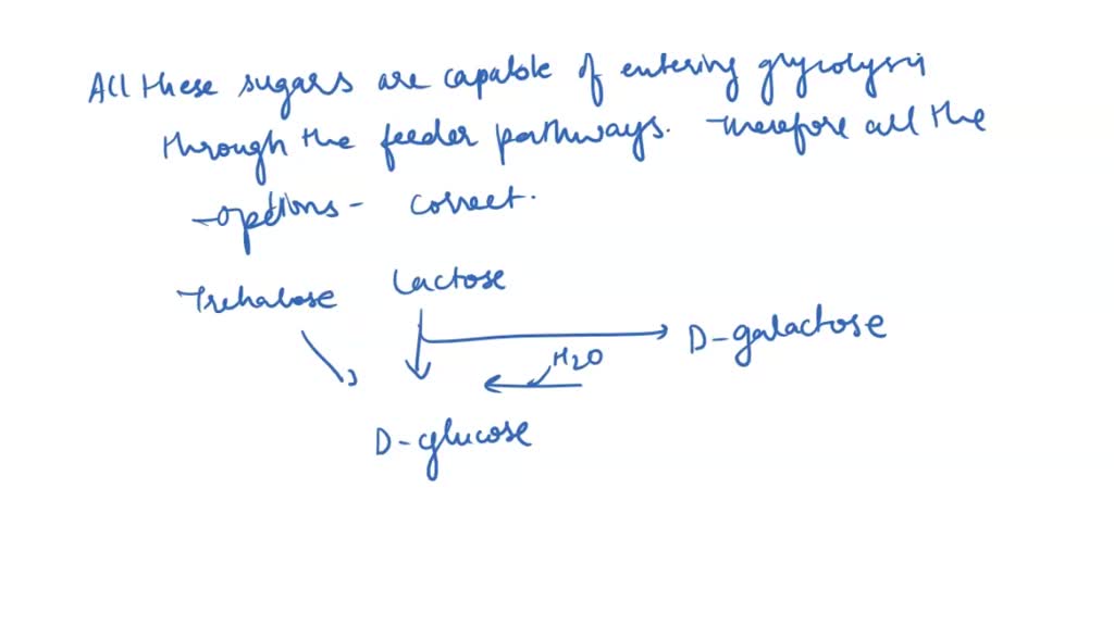 SOLVED: Which of the following sugars can enter glycolysis through what ...