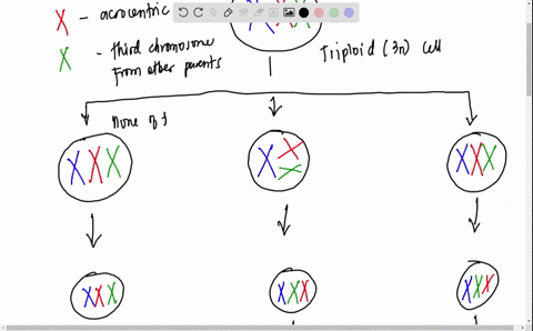 40-consider-a-diploid-cell-that-has-2n-4-chromosomes-one-pair-of-metacentric-chromosomes-and-one-pair-of-acrocentric-chromosomes-suppose-that-this-cell-undergoes-nondisjunction-giving-rise-t-08607