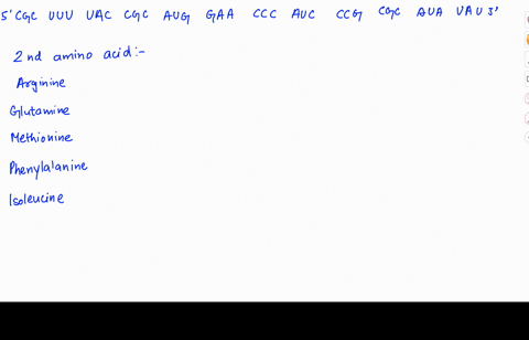 the-following-mrna-equence-contains-the-5-untranslated-region-utr-and-the-translation-initiation-site_-5_cgc-uuu-uac-cgc-aug-gaa-ccc-auc-ccg-cgc-aua-uau_3-what-is-the-second-amino-acid-of-th-73221