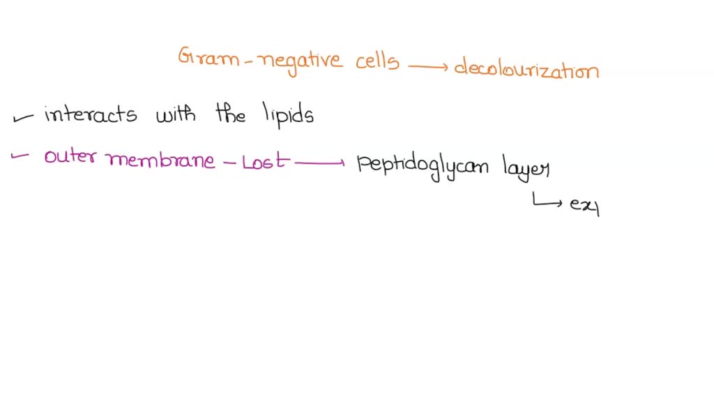 SOLVED: Explain why only gram-negative cells undergo decolorization ...