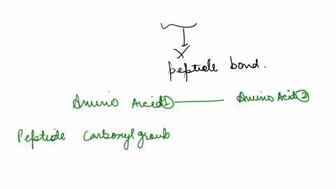 2-pts-a-peptide-bond-_____-group-of-answer-choice-forms-between-the-central-carbon-and-the-amino-r-group-of-a-single-amino-acid-forms-the-primary-structure-of-proteins-forms-between-the-func-80157