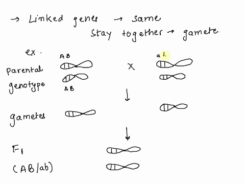 for-a-dihybrid-cross-mendels-law-of-independent-assortment-predicts-that-a-flower-in-the-f1-generation-would-produce-gametes-in-a-ratio-of-1111-if-the-genes-were-linked-they-would-tend-to-an-60862