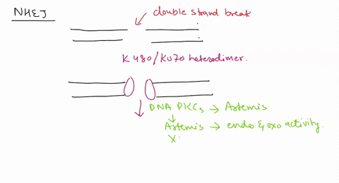 the-diagrams-below-show-two-double-strand-break-dna-repair-pathways-nonhomo-loro-us-end-joining-nhej-and-homology-directed-repair-hdr-provide-brief-explanation-for-each-repair-process-nuclea-05752