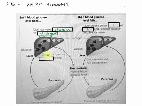 a-if-blood-glucose-level-rises-b-if-blood-glucose-level-falls-liel-breaks-aown-into-and-releases-glucose-into-bloodstream_-liver-converts-glycogen-glucose-glucose-liver-glucose-storod-as-iiv-07548