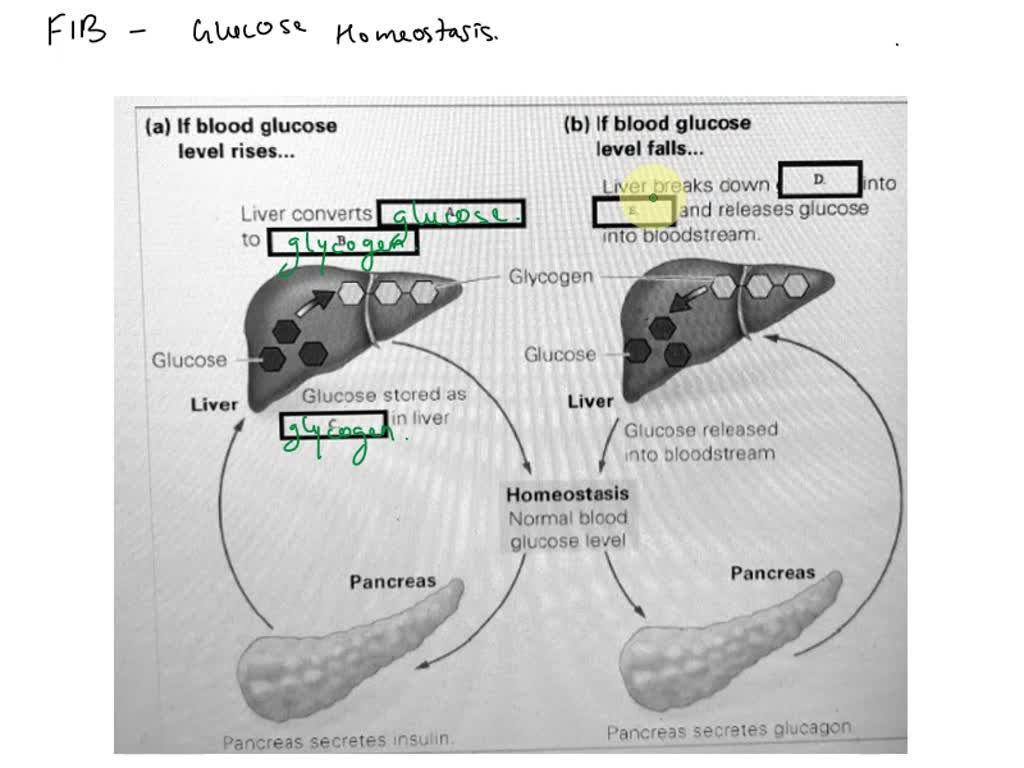 SOLVED: When blood glucose is high, the pancreas releases Insulin ... Biology Diagrams