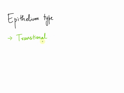 what-is-the-epithelium-type-transitional-stratified-cuboidal-stratified-cuboidal-simple-cuboidal-pseudostratified-90364