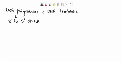 whkh-is-true-regarding-rna-polymerase-movement-along-template-nucleotide-chain-in-cukaryotic-cells-0-the-polymerase-moves-in-j-3-t0-direction-on-dna-the-polymerase-movcs-in-a-5-t0-directlon-34563