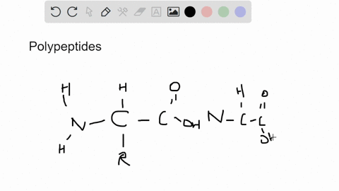 part-b-in-the-peptide-backbone-of-a-polypeptide-a-repeating-sequence-occurs-of-carbonyl-hydrogen-r-group-alpha-carbon-r-group-carbonyl-alpha-carbon-amino_-hydrogen-alpha-carbon-carbonyl_-car-53274