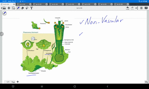 the-whole-body-of-bryophytes-is-made-up-of-_-cells-33922